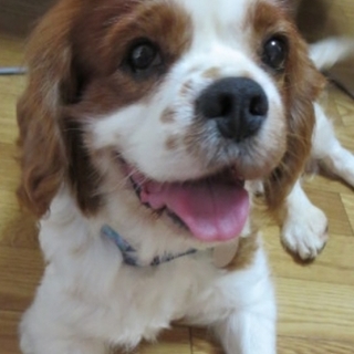 ニコニコ笑顔で人が大好きな あぶくん