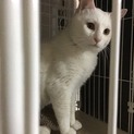 星ねこシロくん
