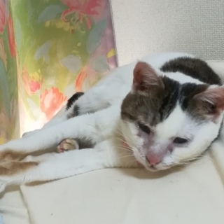 推定10才アクティブ女子のポンちゃん