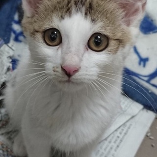 サバシロ♀2〜3ヶ月