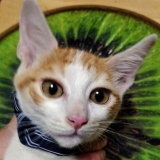 なれなれの茶白オス⚫2カ月