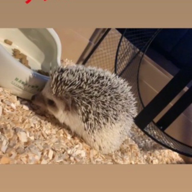 デスティーノのカバー写真