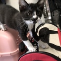 不運に見舞われた子猫を助けて下さい！！