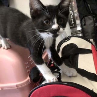 不運に見舞われた子猫を助けて下さい！！