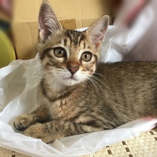 里親決定しました、ありがとうございました