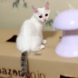 【里親さま決定】 美形な白キジ しらうお君