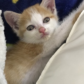 生後一ヶ月(♀) 雑種です