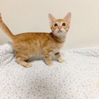 【里親さん決定】可愛い茶トラ こう君☆