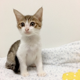 【里親さま決定】 人馴れ抜群キジ白 ひいか君☆