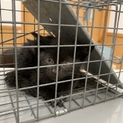 黒い子猫です！FIVを持ってます！