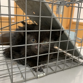 黒い子猫です！FIVを持ってます！