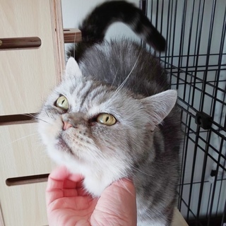 【7/15お台場】構ってちゃんなブリショーパウくん