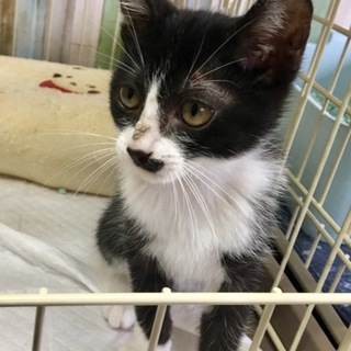 里親さま決まりました☆
