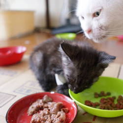 ムーニーの記録2(6/24)