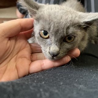 急募！可愛いグレーの子猫