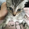 約2ヶ月くらいの子猫