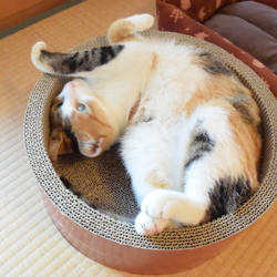 里親募集を開始しました