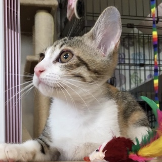 華奢な美猫のネネ…3ヶ月