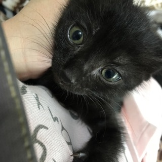 急募！2ヶ月半くらいの子猫