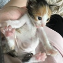 急募！一ヶ月くらいの三毛ちゃん