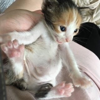 急募！一ヶ月くらいの三毛ちゃん