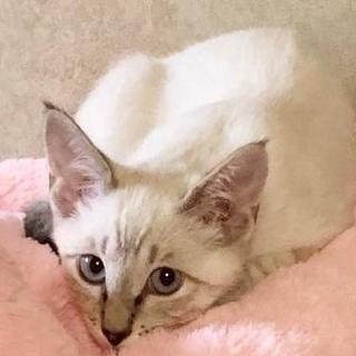 ちょっとビビリなシャムっぽい　ツナ君