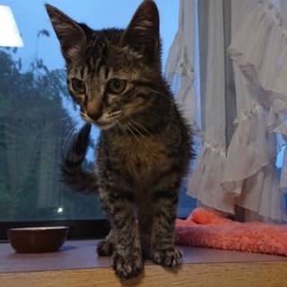 求む！里親さん