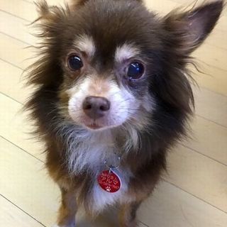 とてもキュートなシニアのチワワです