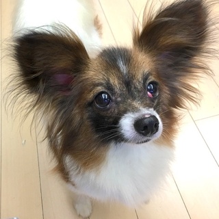 人大好き甘えん坊パピヨンです