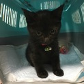「里親決定」スリスリ、ゴロゴロな黒猫ちゃん