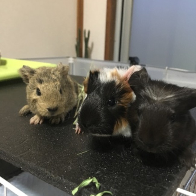 もるちゅうのカバー写真