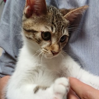 優しいお顔のパステルキジ、シンバくん