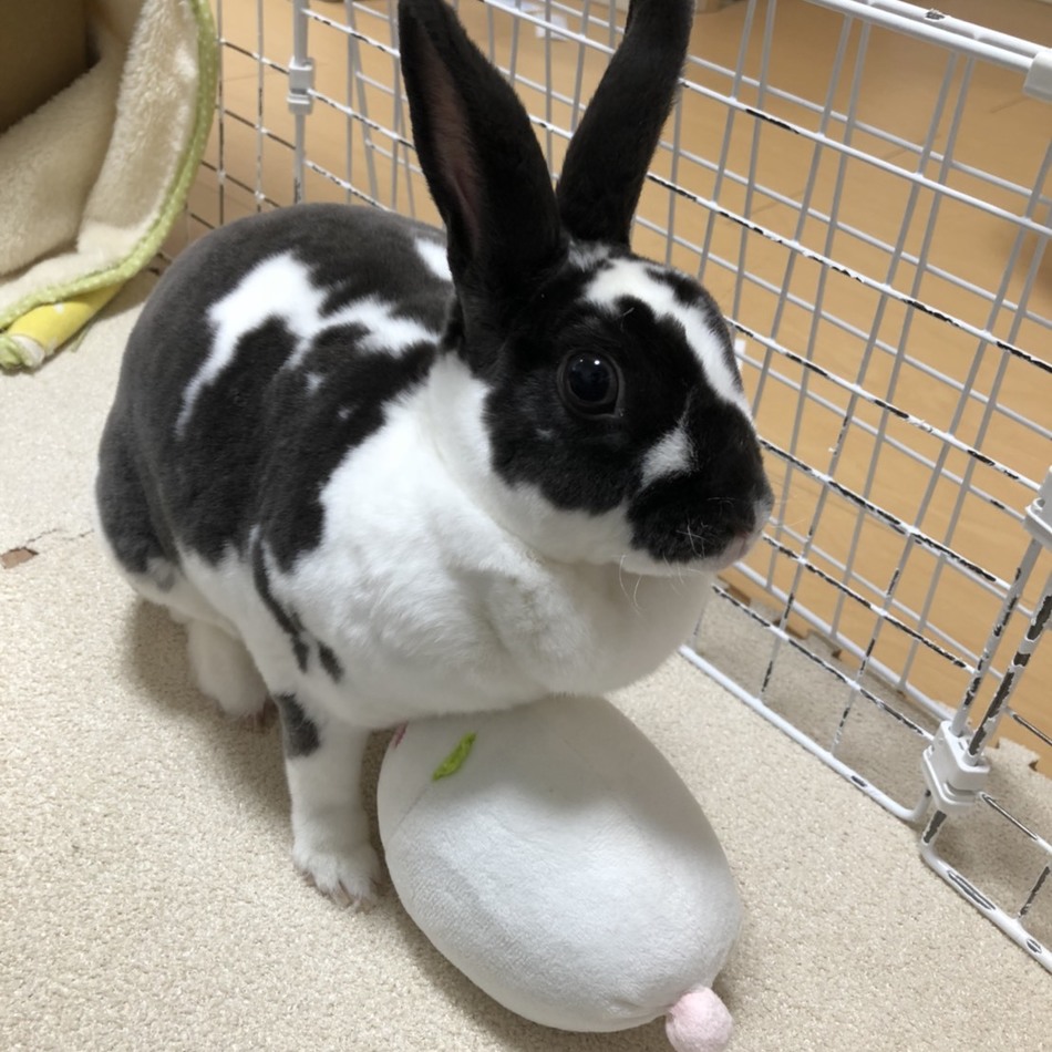 町子のカバー写真