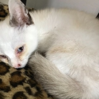 シャム系 甘えん坊の男の子 2ヵ月