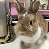 春太郎