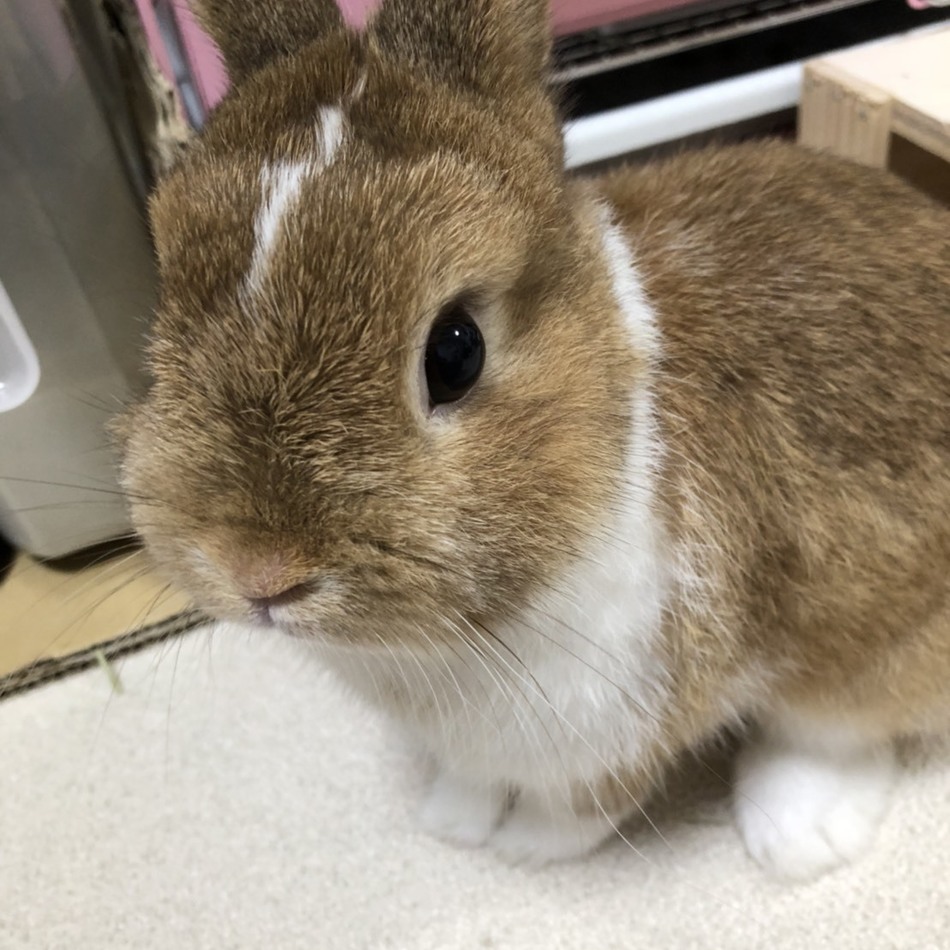 春太郎のカバー写真