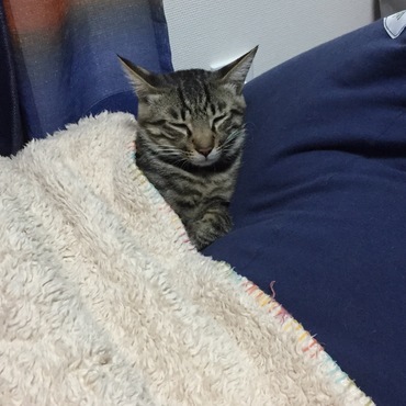 おふとん猫