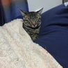 おふとん猫