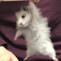 秋男