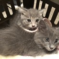 生後2ヶ月☆パステルグレーの子猫2匹と親猫1匹☺︎