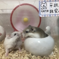政宗、平政