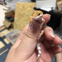 満月