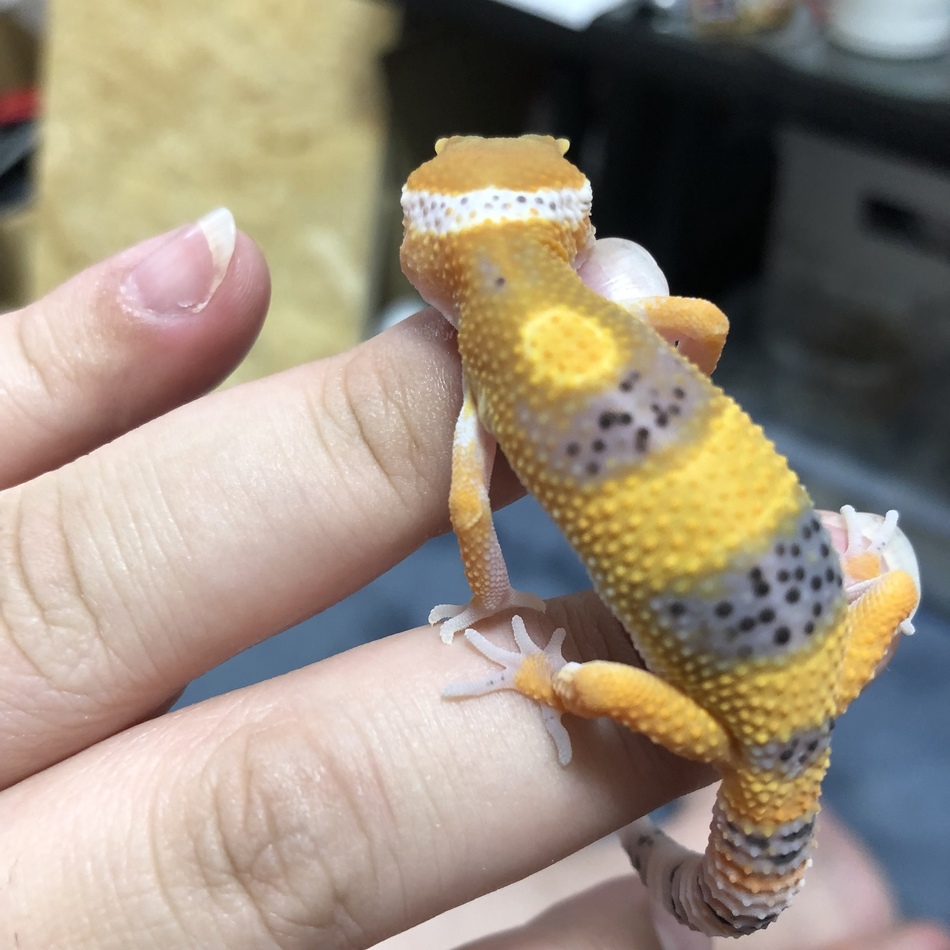 満月のカバー写真