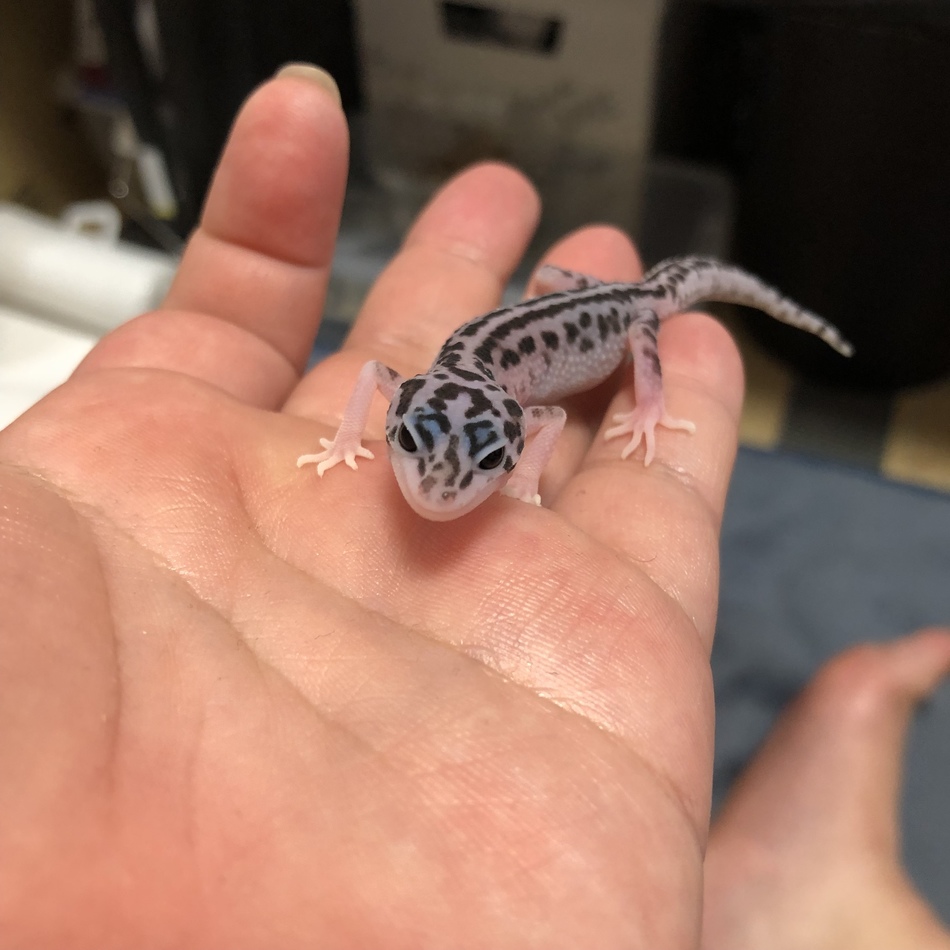 一夏のカバー写真