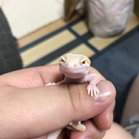 杏朱