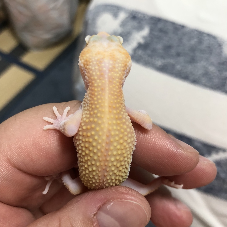 杏朱のカバー写真