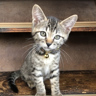 元気いっぱい2匹の子猫