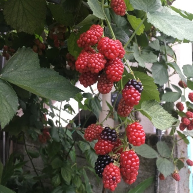 Universeのカバー写真