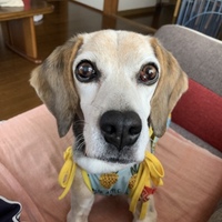 かんな