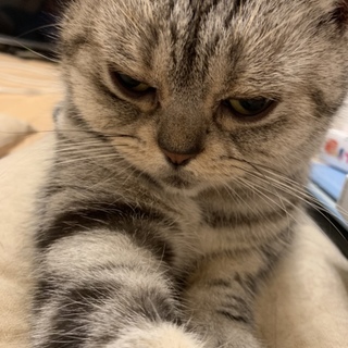 アメリカンショートヘア